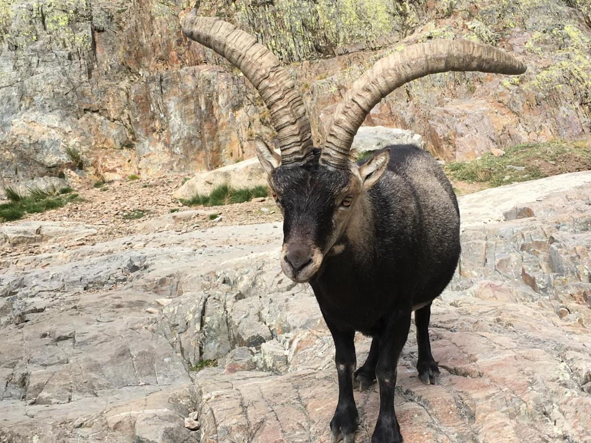 Artesano I Y III ξενώνας Navarredonda de Gredos Εξωτερικό φωτογραφία