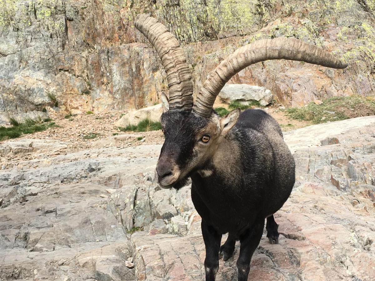 Artesano I Y III ξενώνας Navarredonda de Gredos Εξωτερικό φωτογραφία